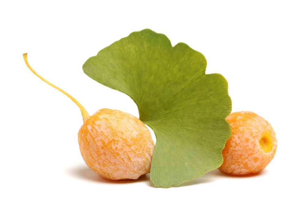 Ginkgo biloba keeles Erectil